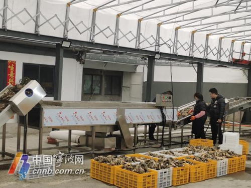 宁波人迎来专属专业生蚝清洗加工厂，服务更贴心